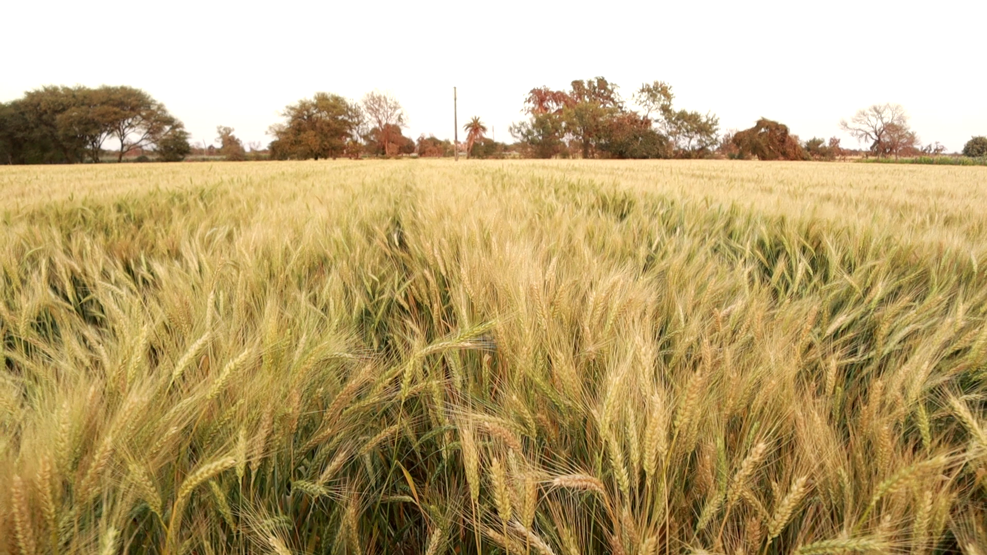 Wheat Raj 3077